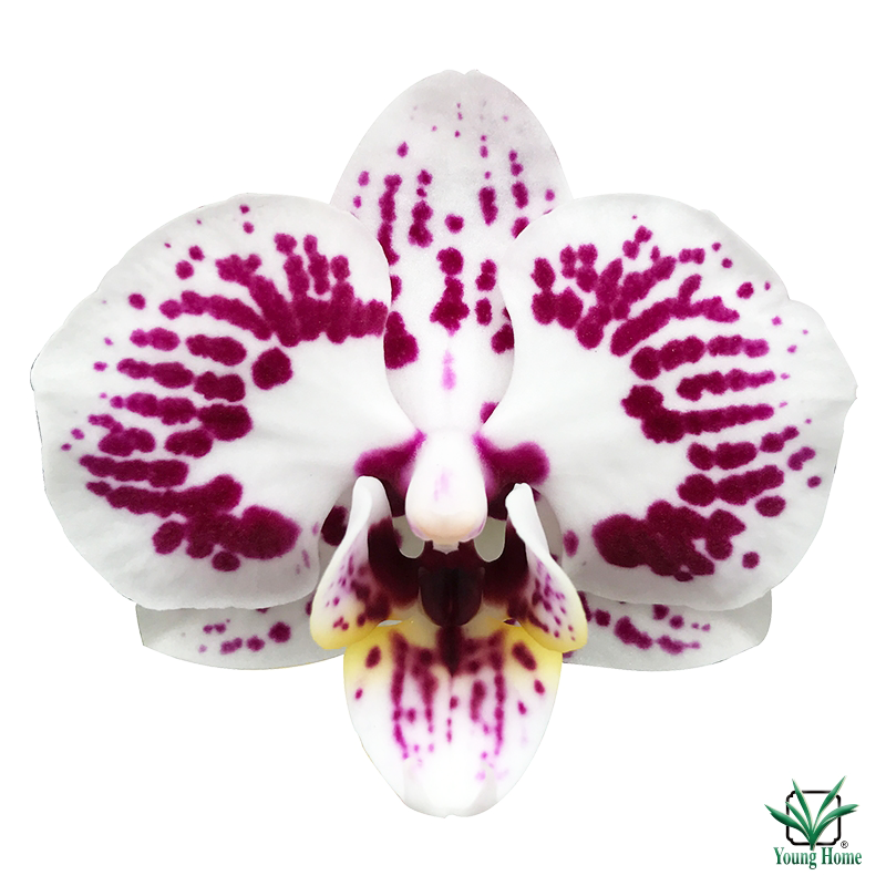 Phal. Lioulin Berry