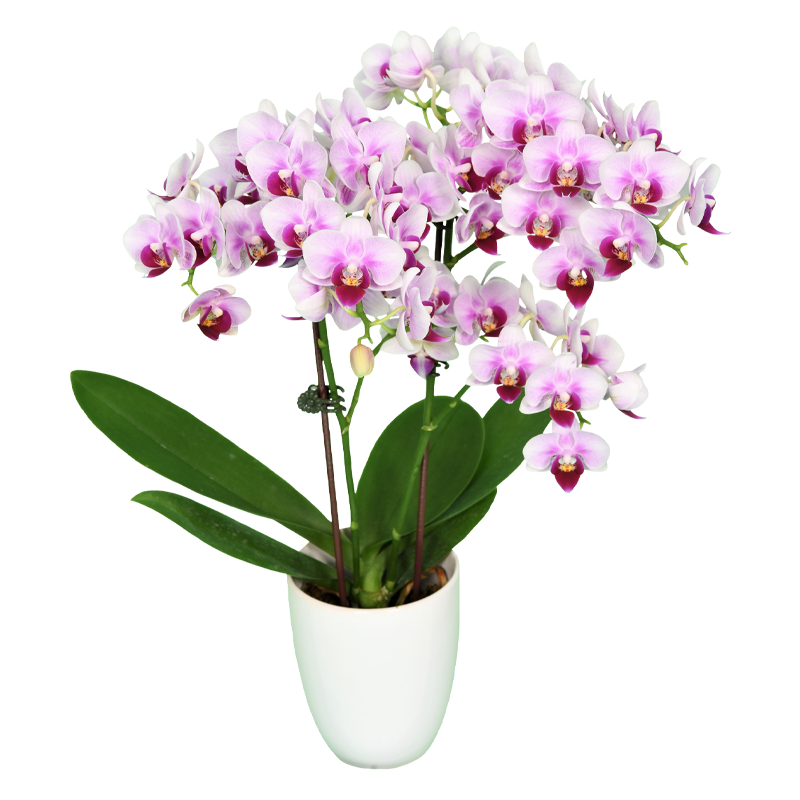 Phal. Younghome Pink Panther