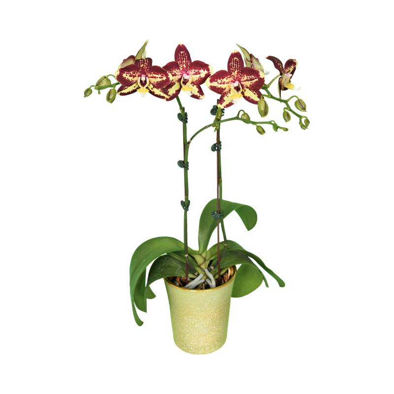 Phal. Younghome Victory Star