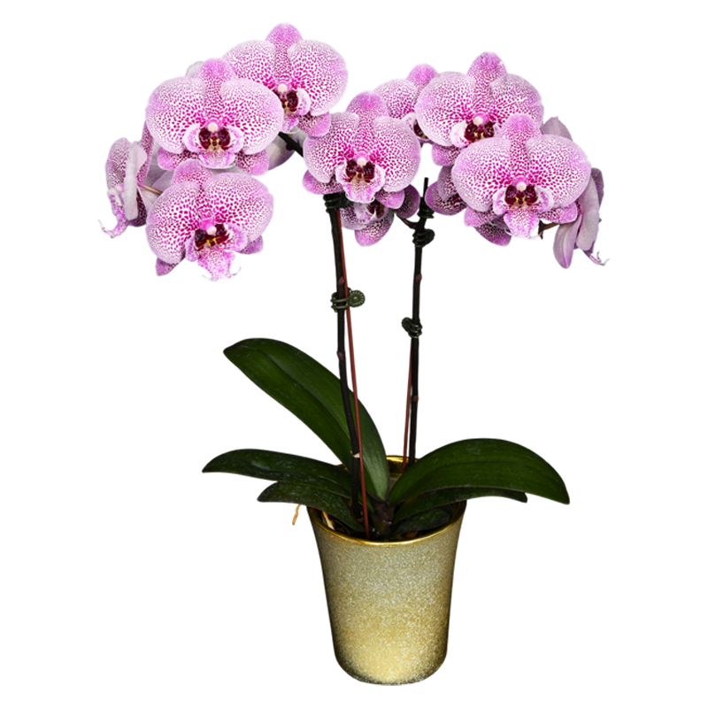 Phal. Younghome Circus