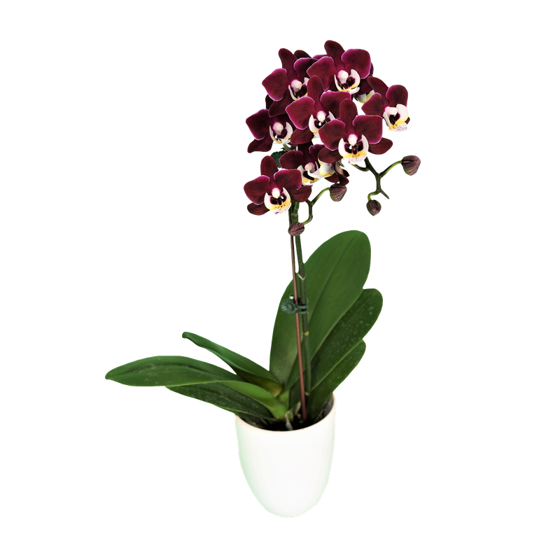 Phal. Younghome Happy
