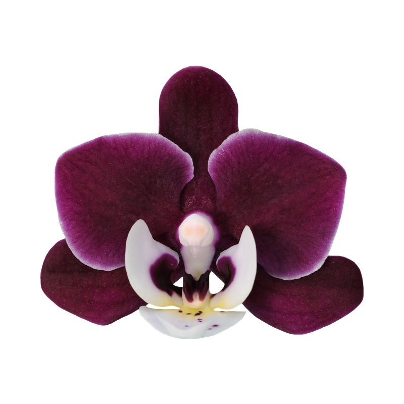 Phal. Younghome Happy