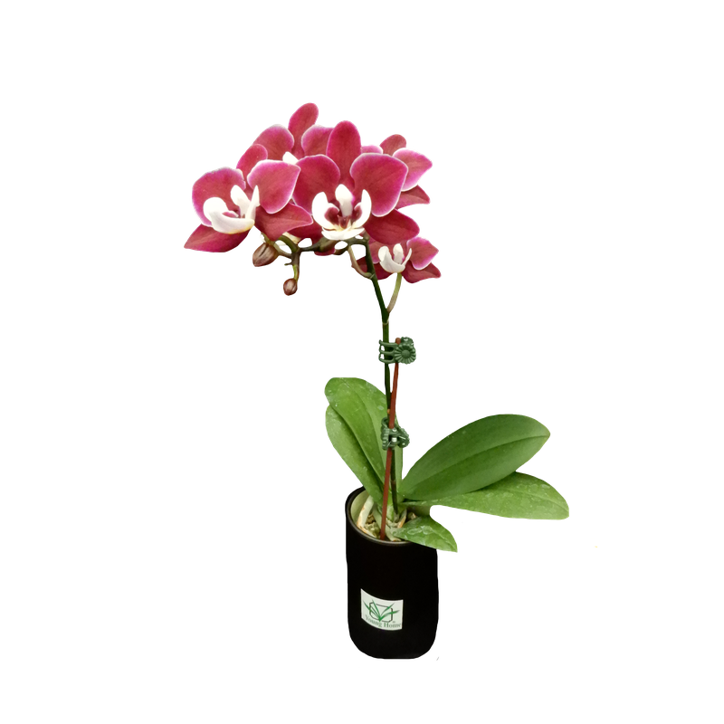 Phal. Younghome Happy
