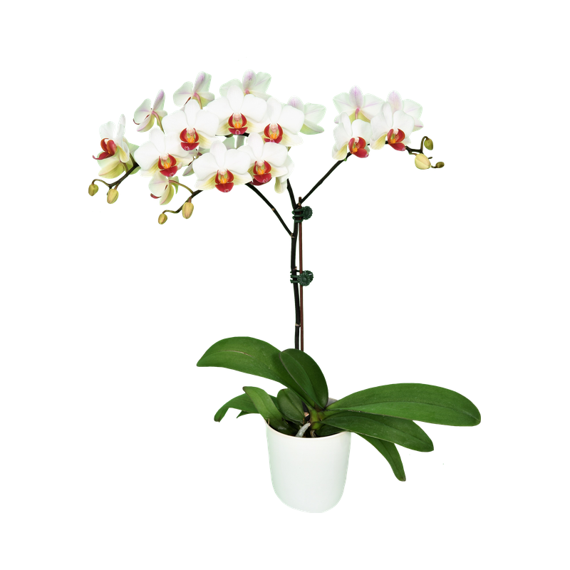 Phal. Younghome Joker