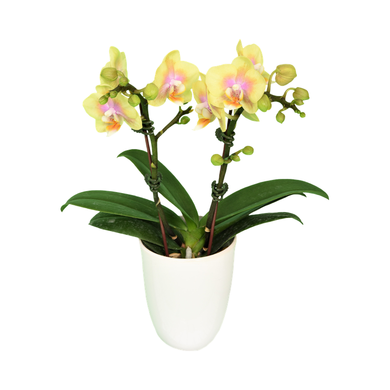 Phal. Younghome Golden Babby