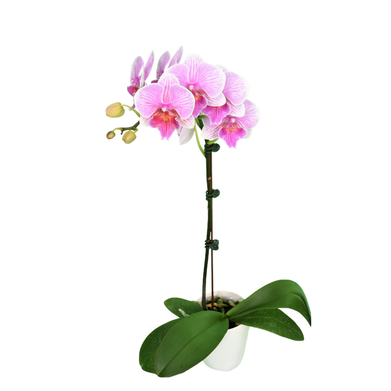 Phal. Younghome Pink Parrot 