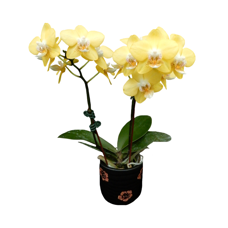 Phal. Younghome Psyduck