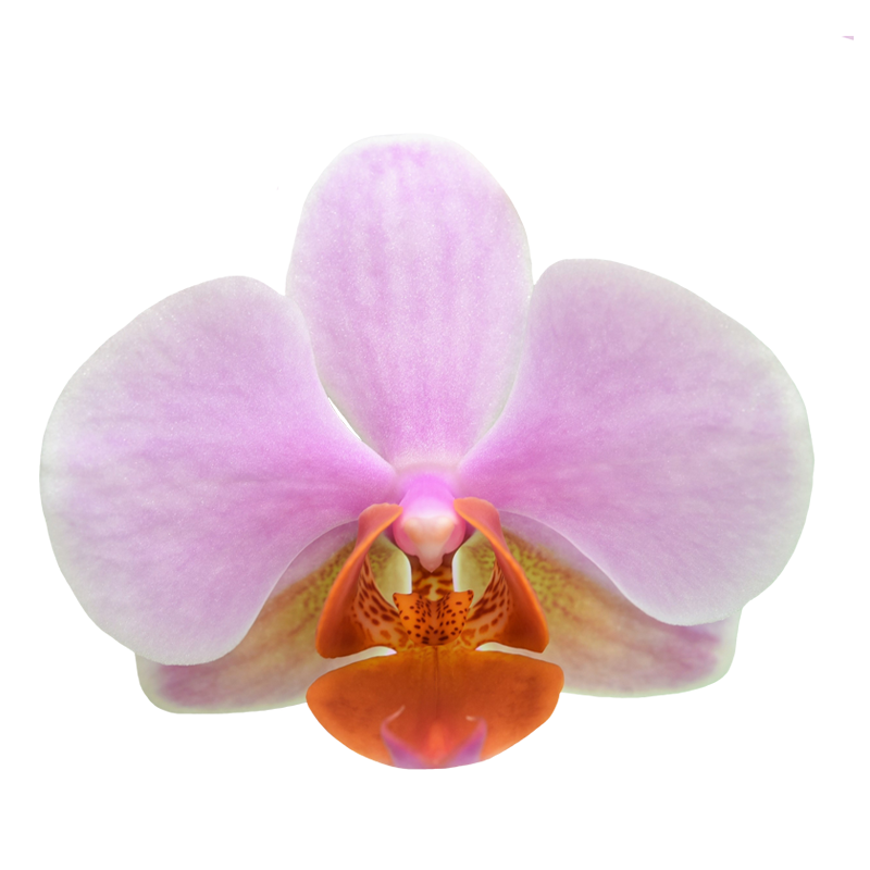 Phal. Younghome March