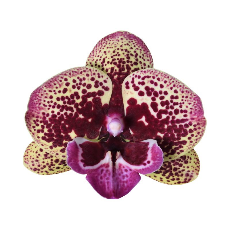 Phal. Younghome Halloween