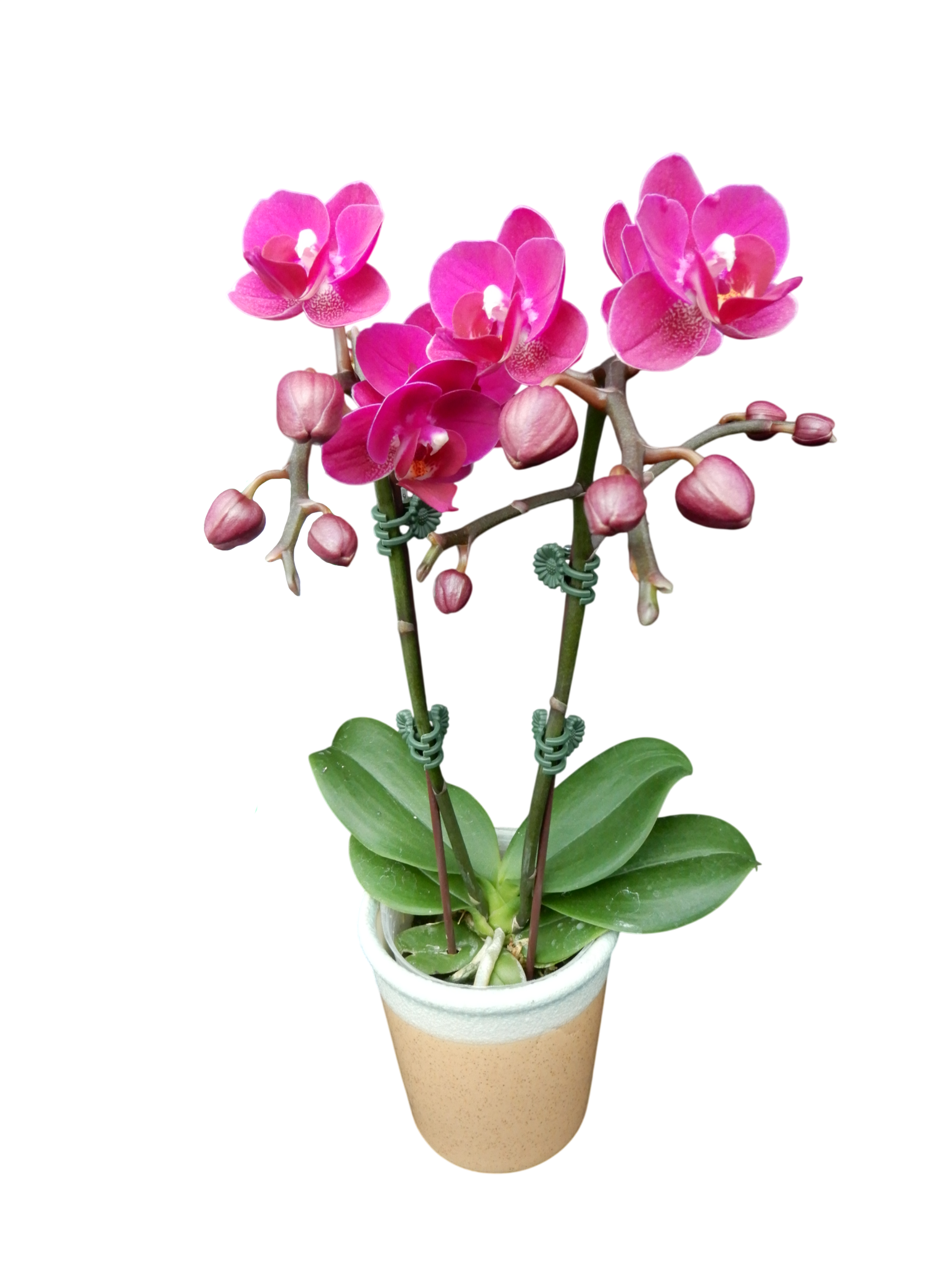 Phal. Younghome Sky