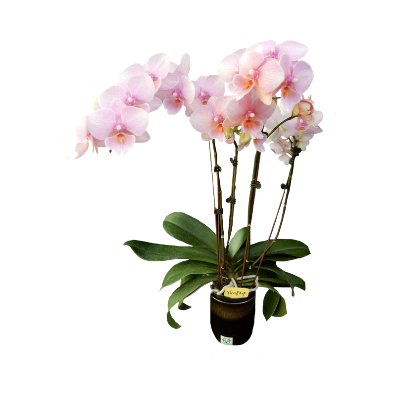 Phal. Kaleido Scope