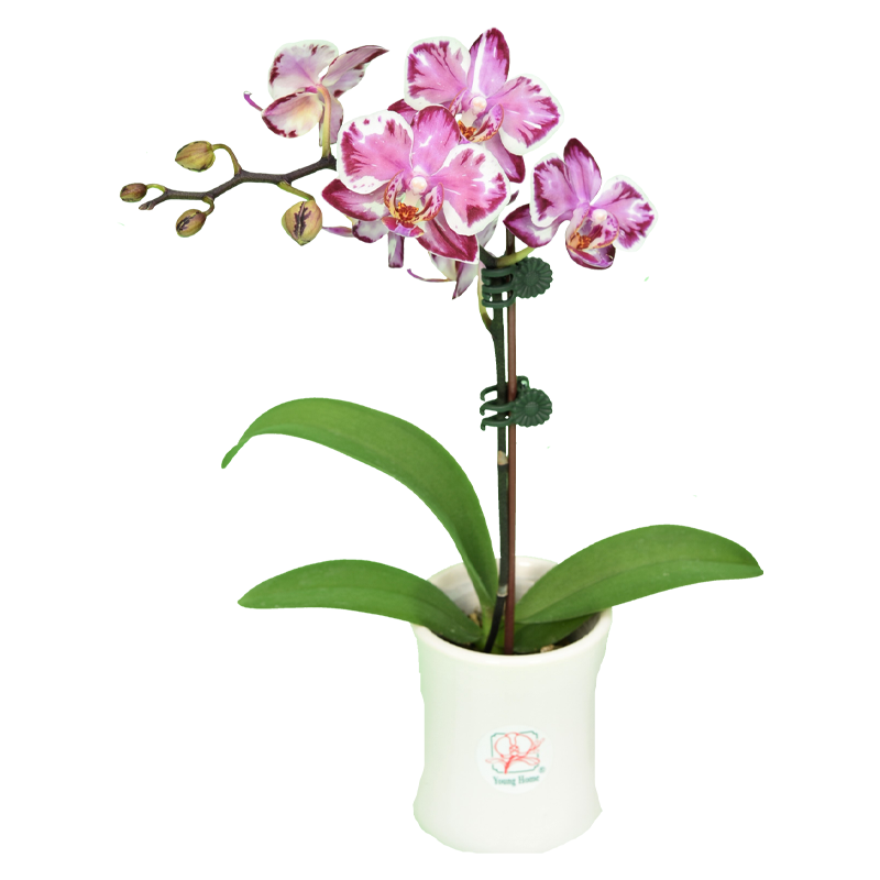 Phal. Younghome Kaleido