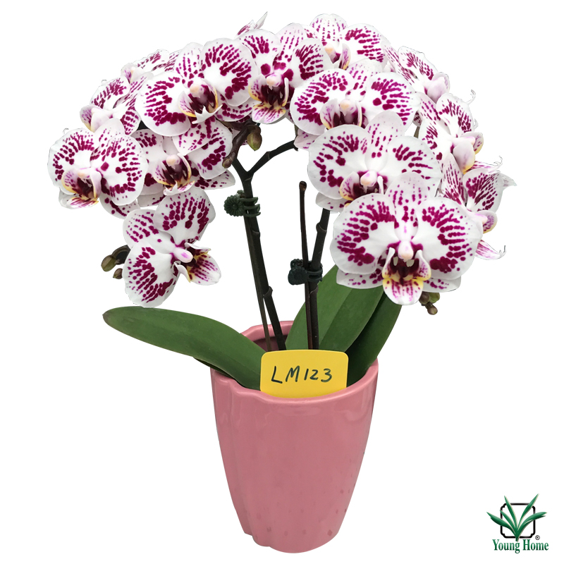 Phal. Lioulin Berry