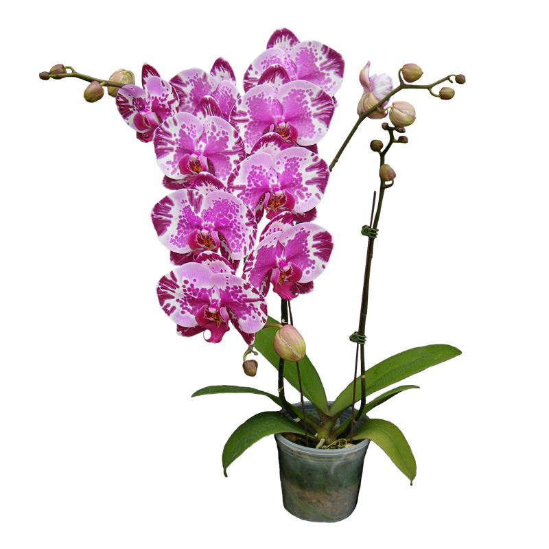 Phal. Younghome New York