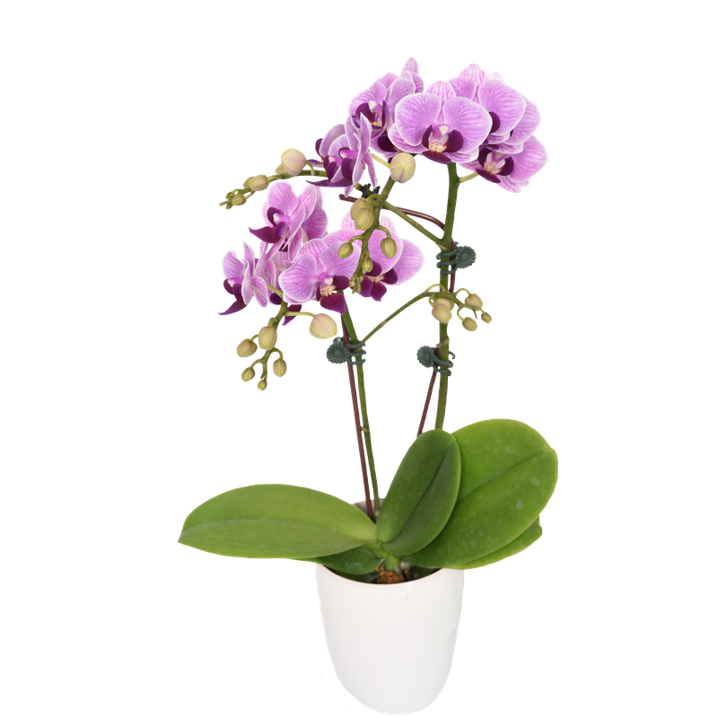 Phal. Younghome Taro Bobo