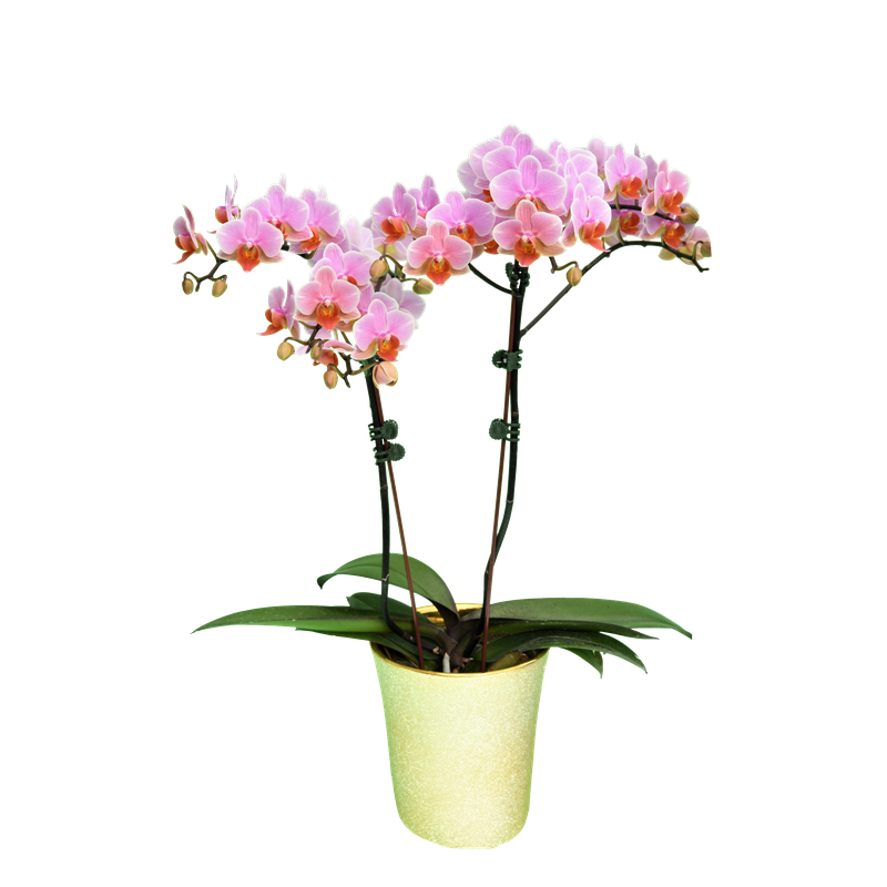 Phal. Younghome March