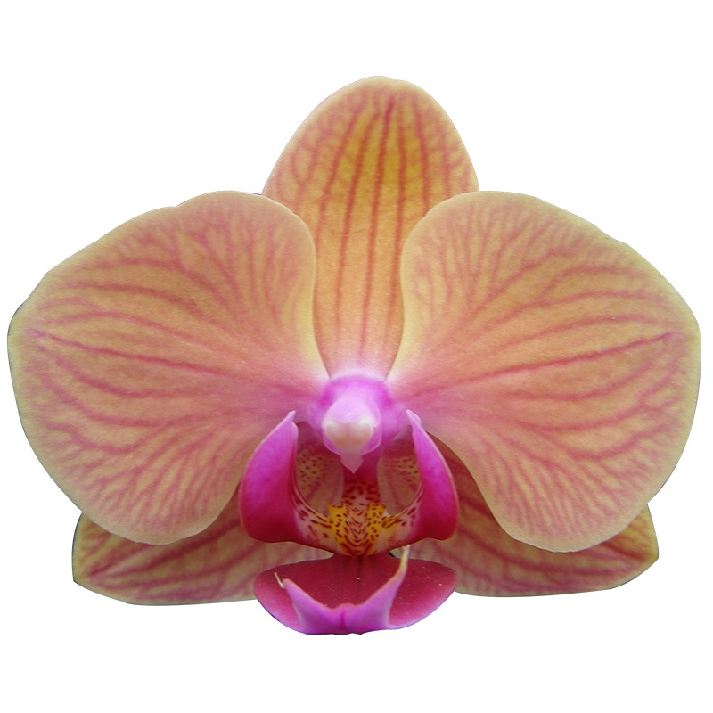 Phal. Ark‘s Gotris