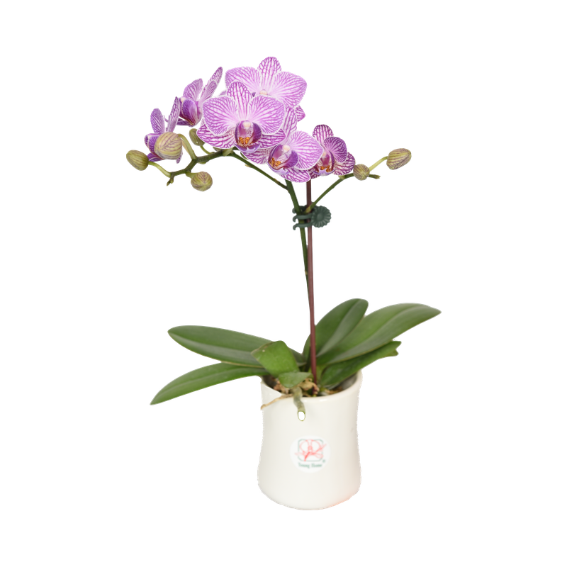 Phal. Younghome Taro Bobo