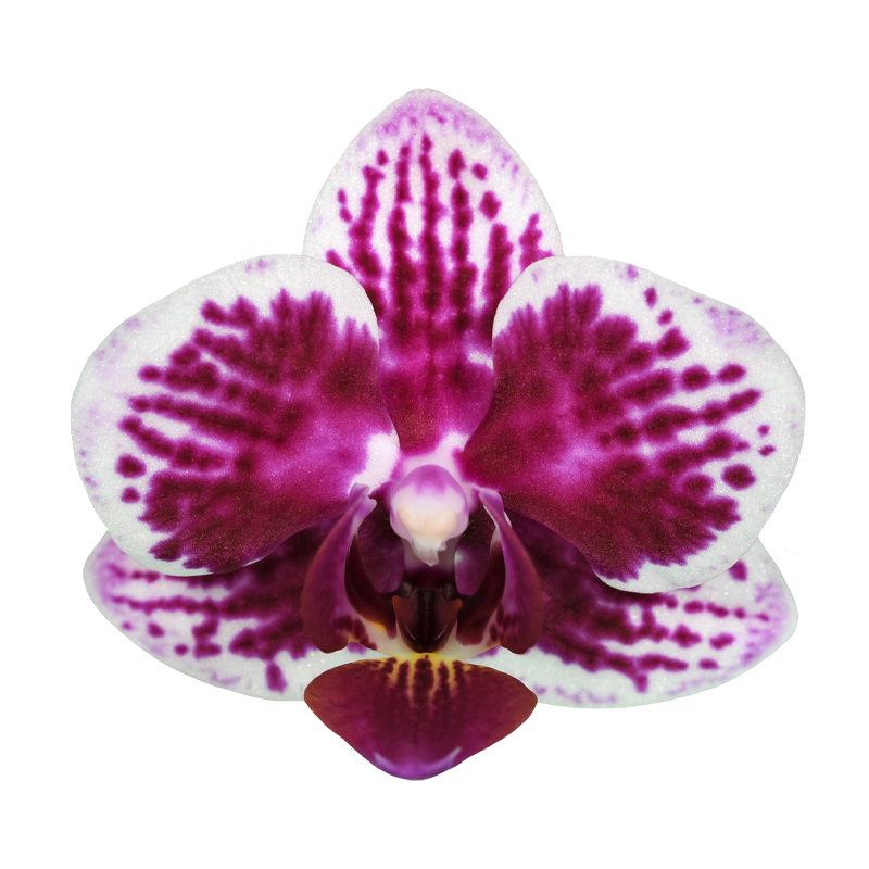 Phal. Younghome Summer