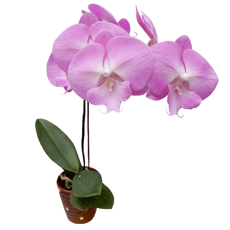 Phal. Younghome Pink Love