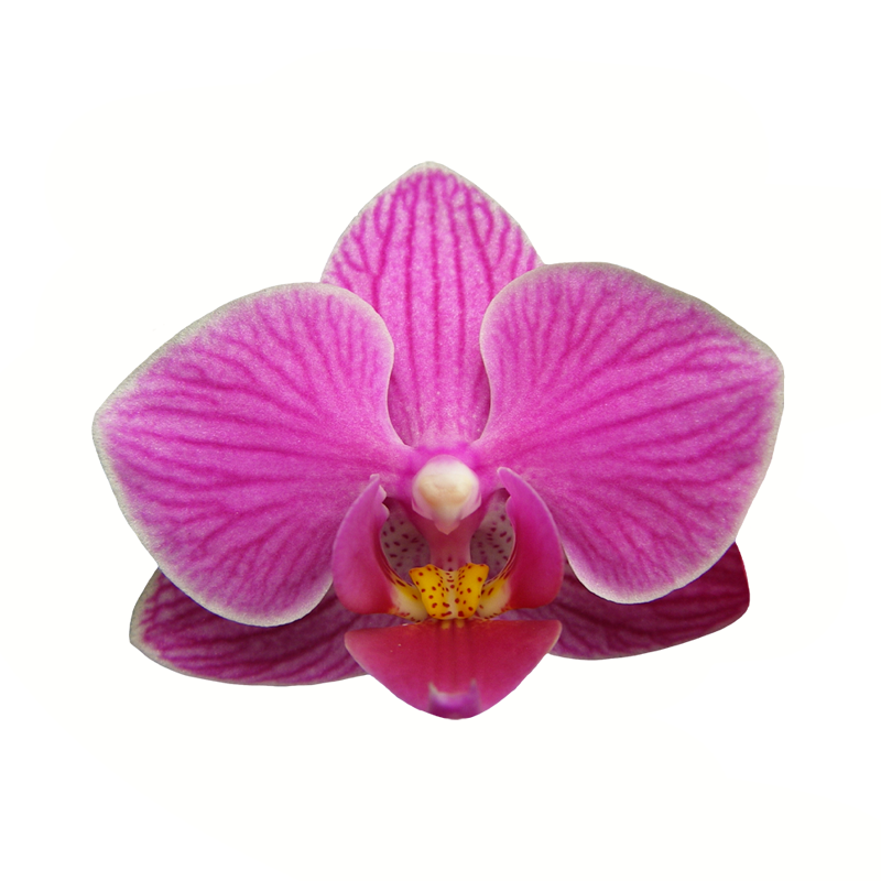 Phal. Younghome Mulan