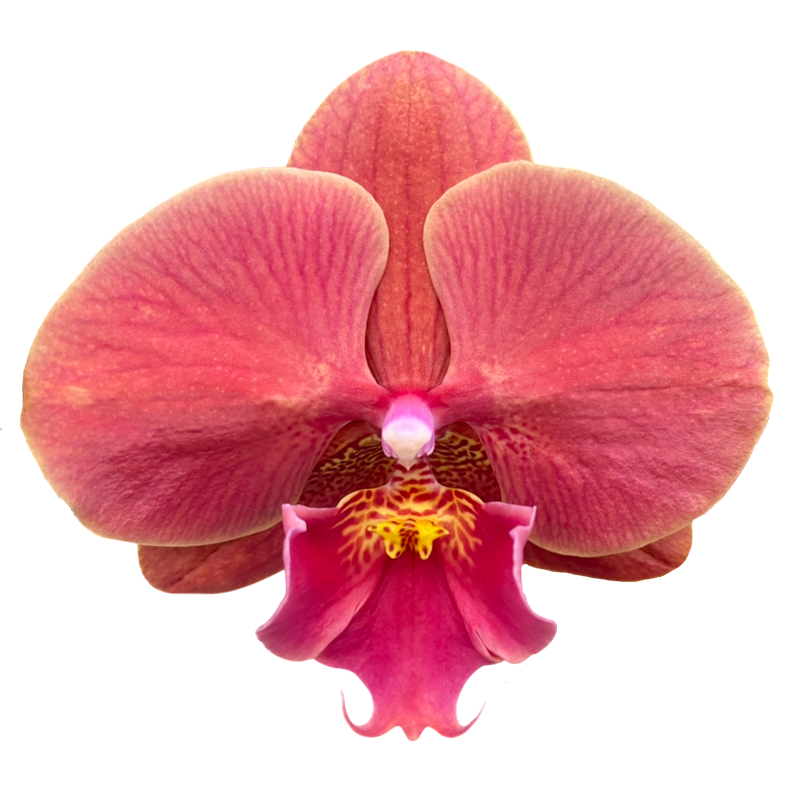 Phal. Lianher Golden Cheese