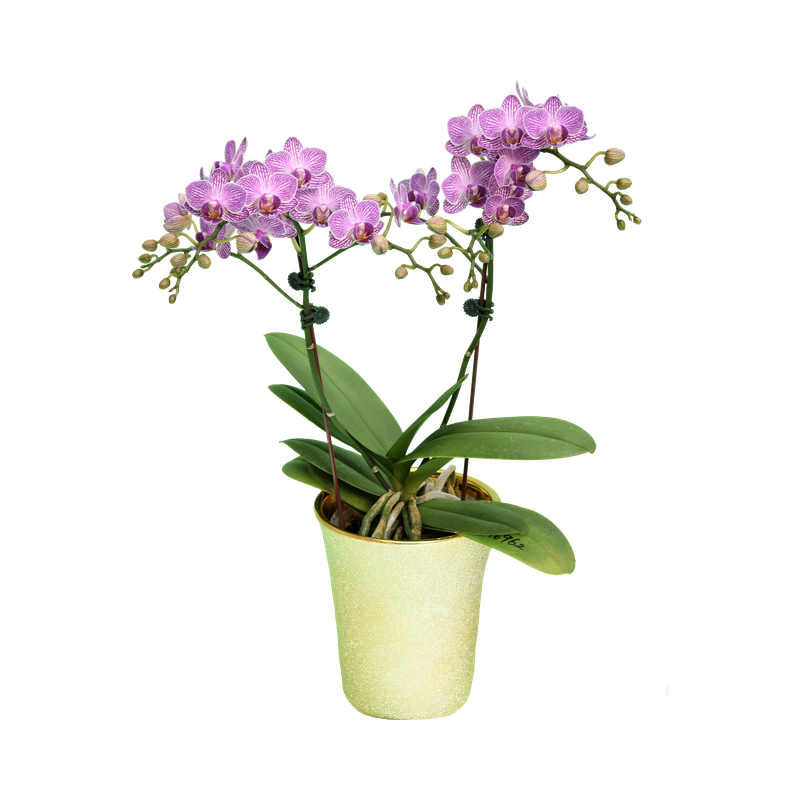 Phal. Younghome Taro Bobo