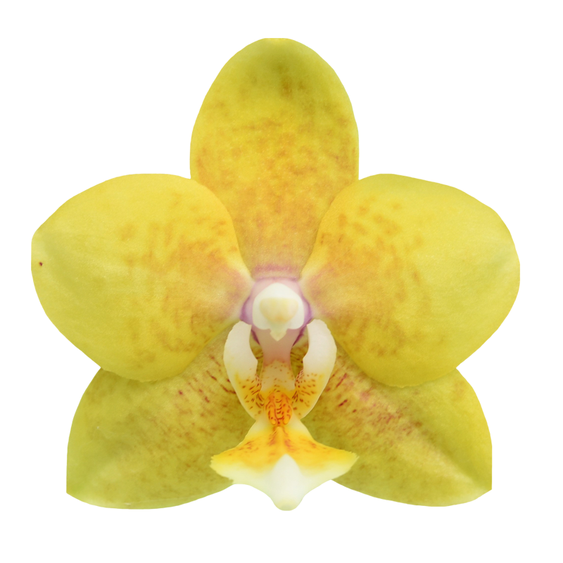 Phal. Younghome Golden Pixie