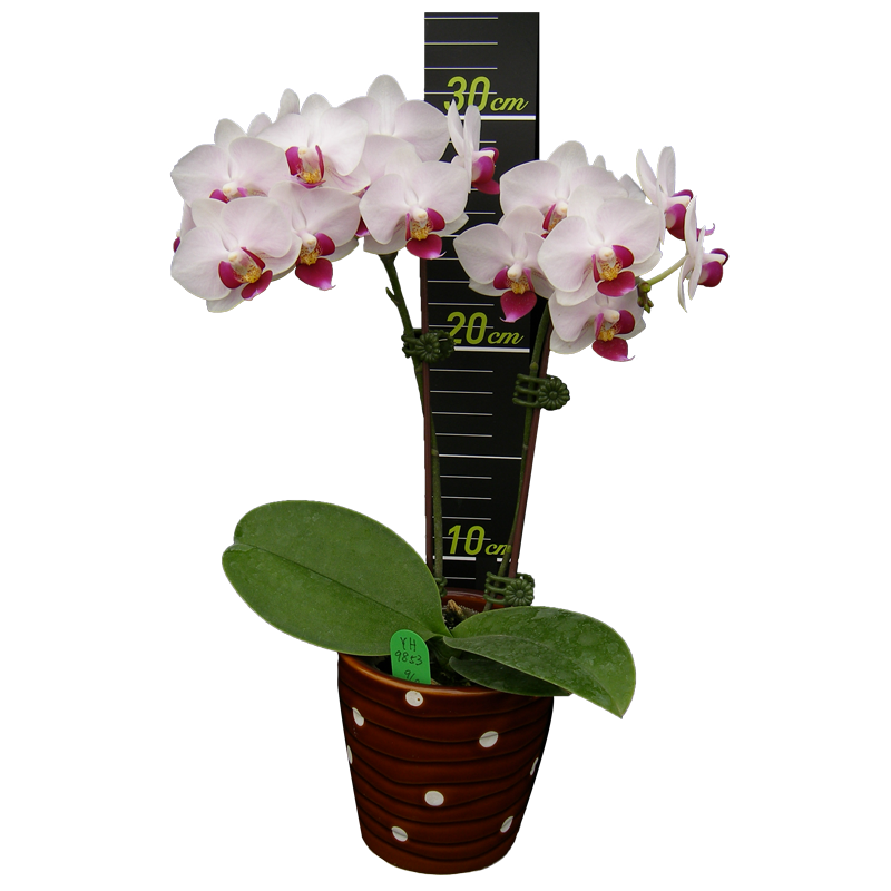 Phal. Younghome Little Spirit