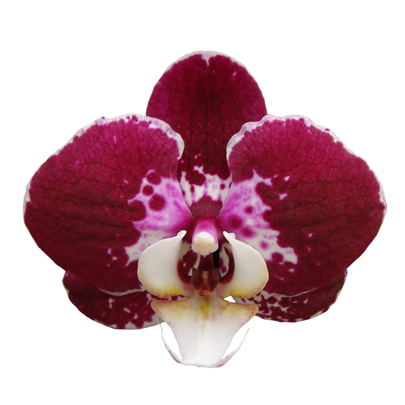 Phal. Lianher Black Pearl (2E155)