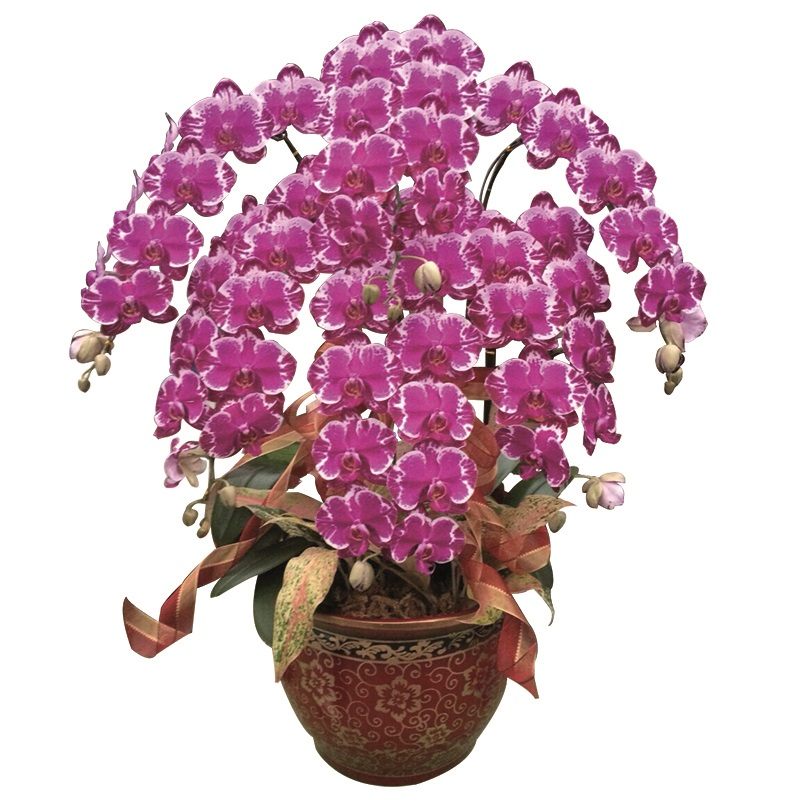 Phal. Younghome New York
