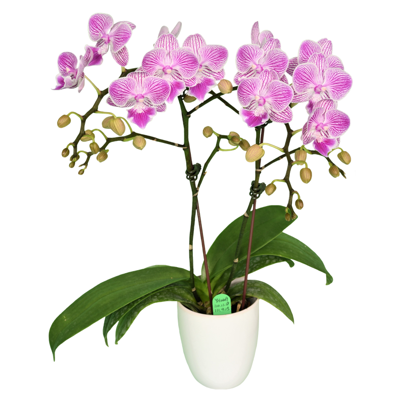 Phal. Younghome Snow Cherry 