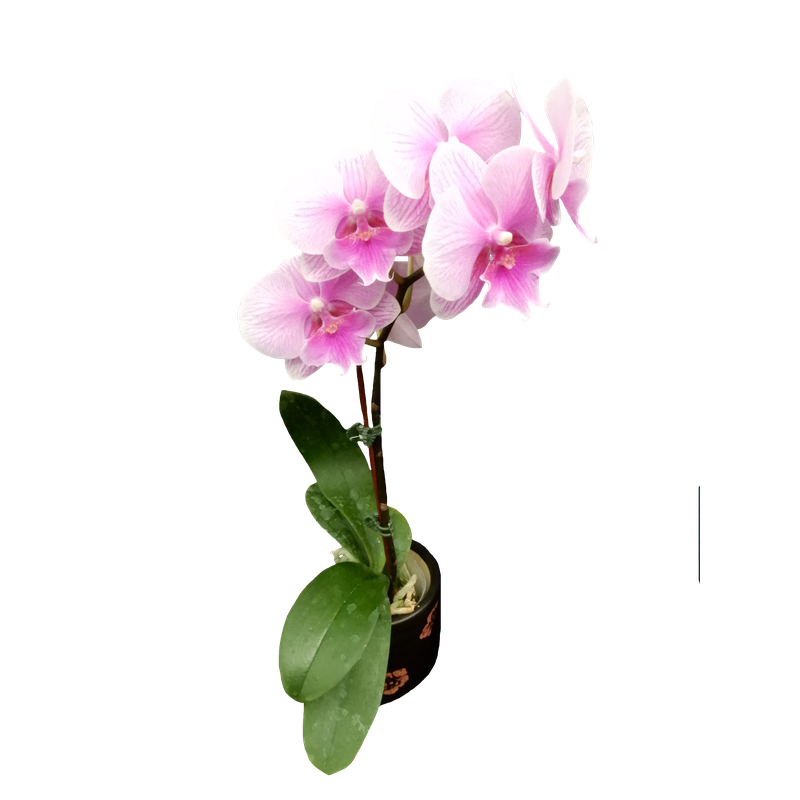 Phal. Younghome Pink Parrot 