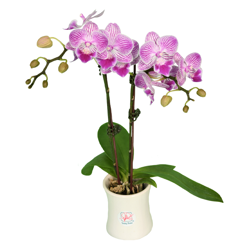 Phal. Younghome Snow Cherry 