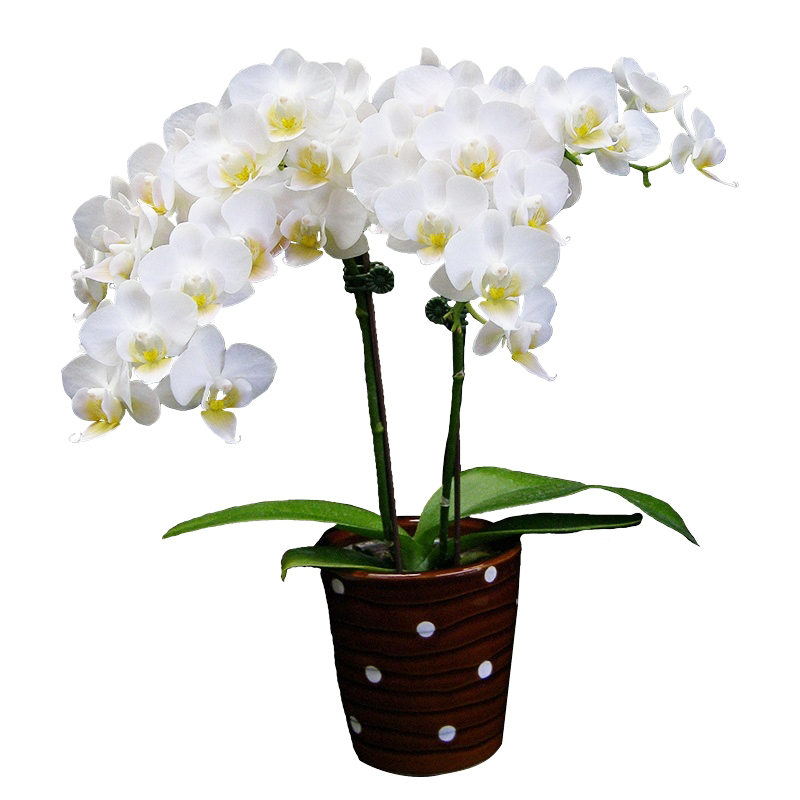 Phal. Younghome Little Snow