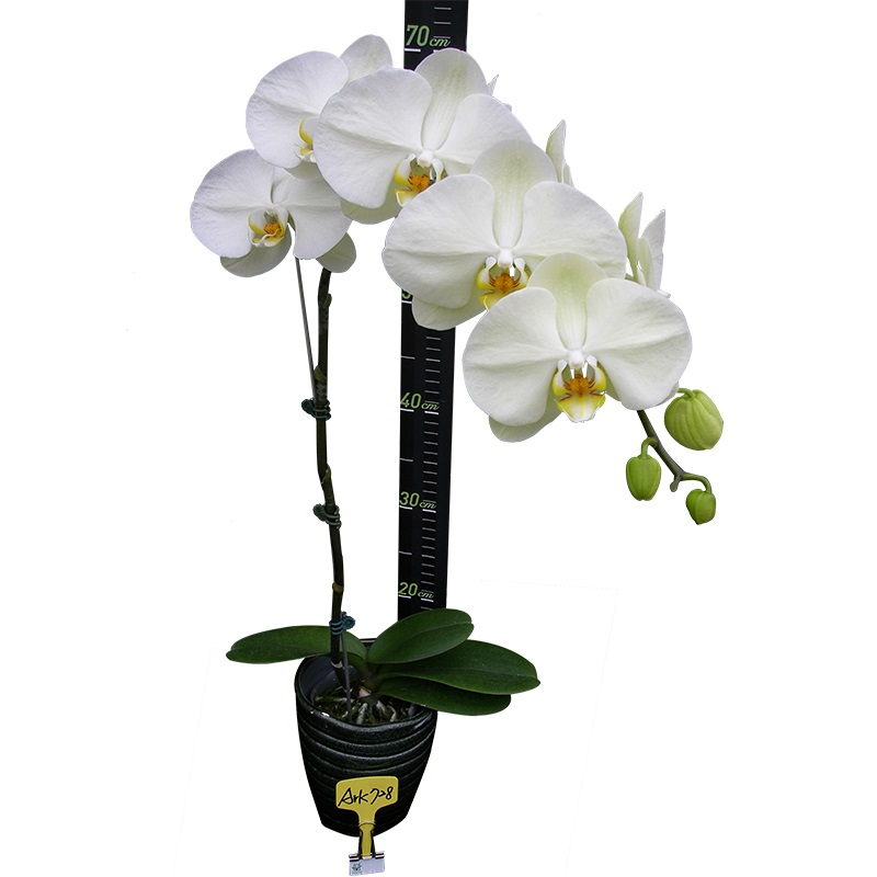 Phal. Ark’s Green 191