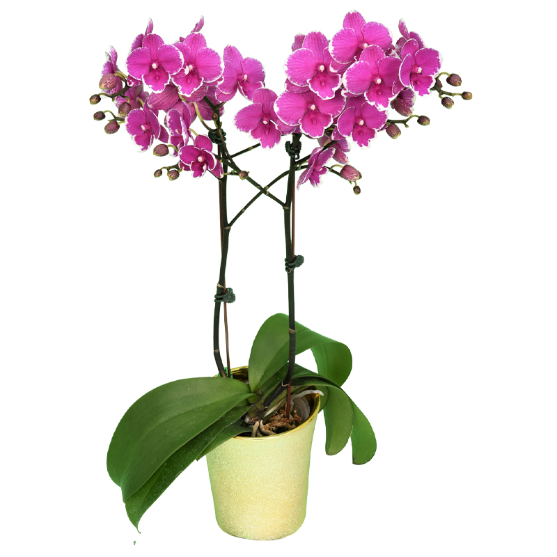 Phal. Younghome Dreamilk