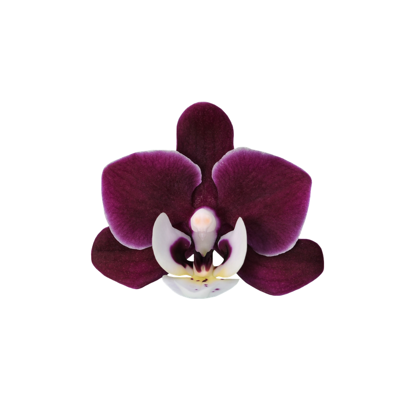 Phal. Younghome Happy