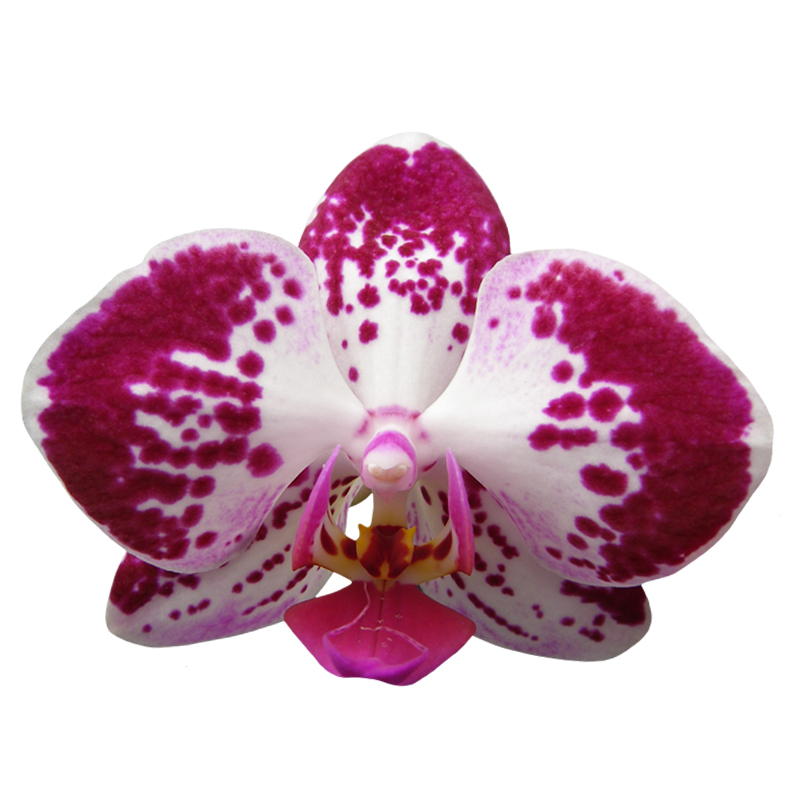Phal. Younghome Hot Cocoa 