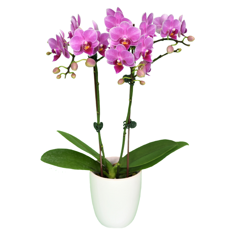 Phal. Younghome Chinese Baby