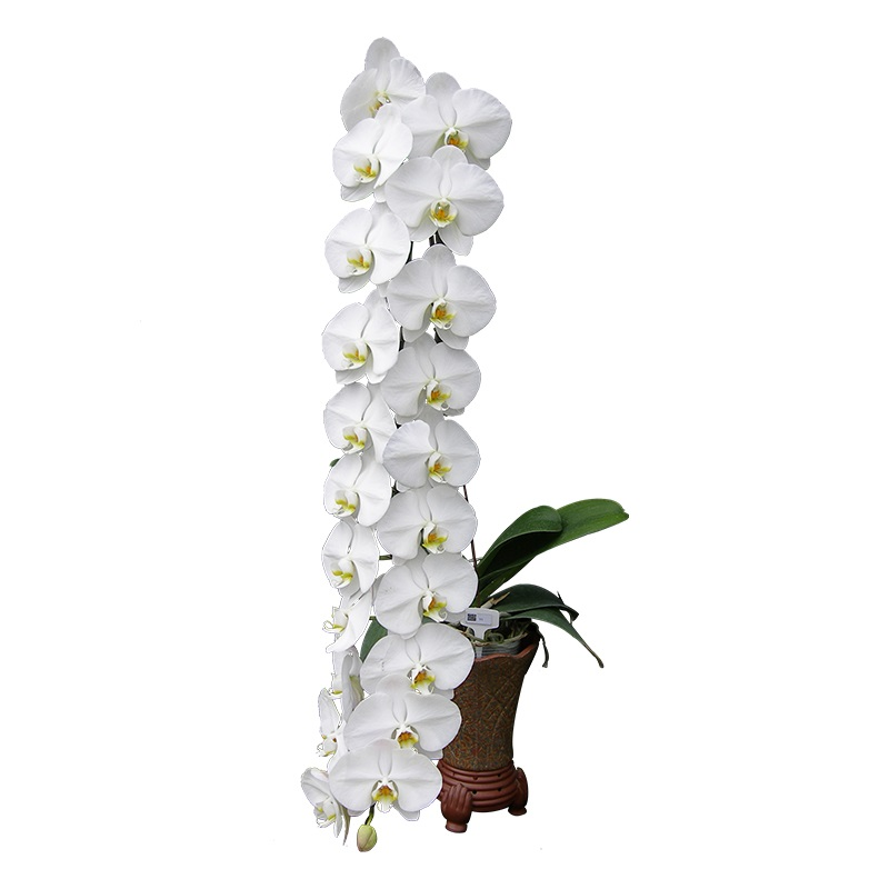 Phal. Sogo Yukidian