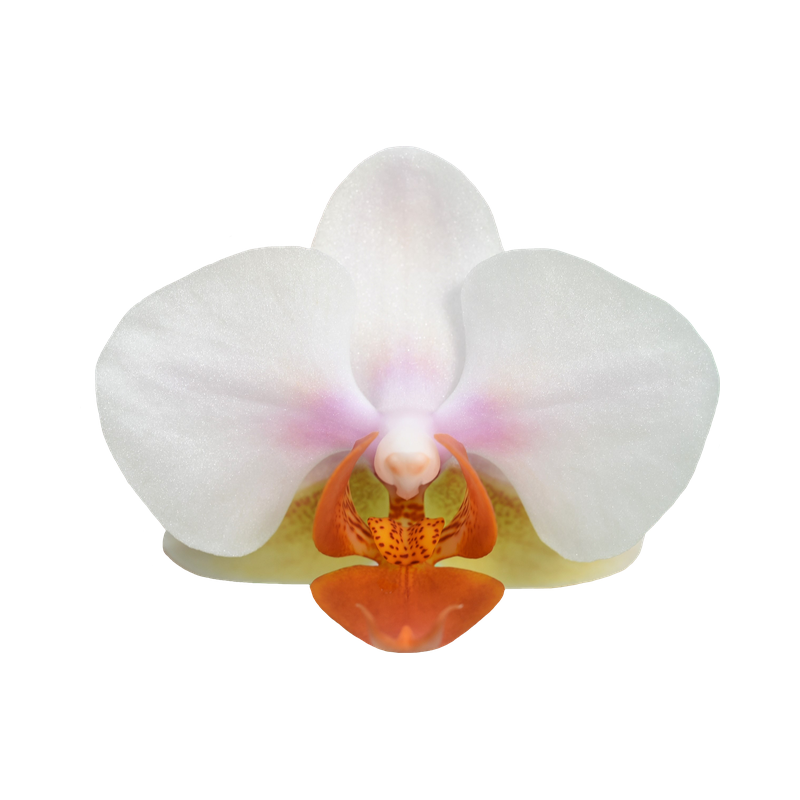 Phal. Younghome March