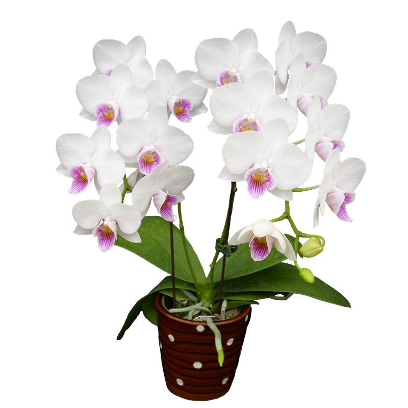 Phal. Younghome Ray