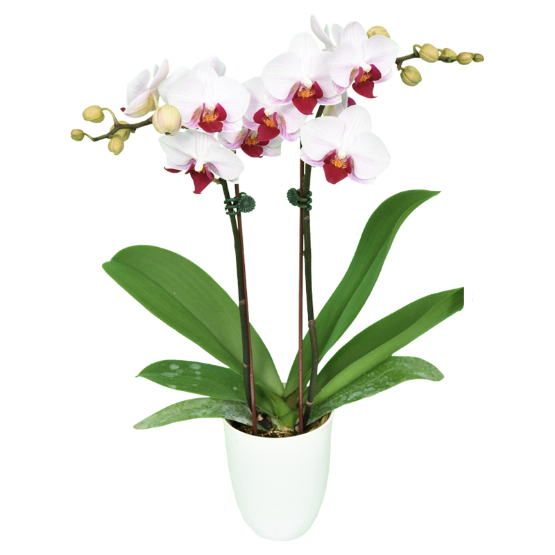 Phal. Little Gem Stripes