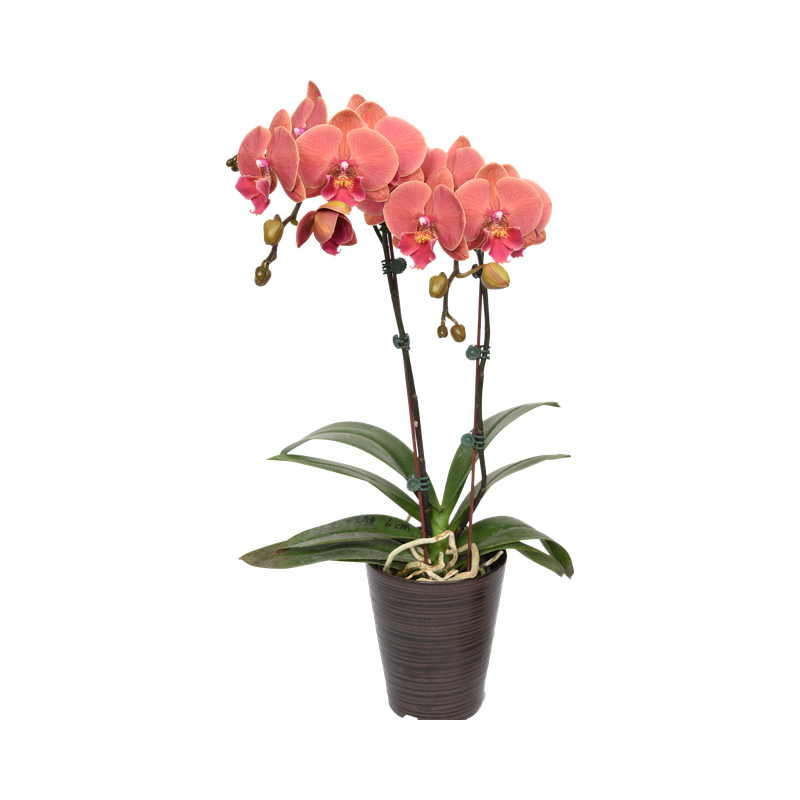 Phal. Lianher Golden Cheese