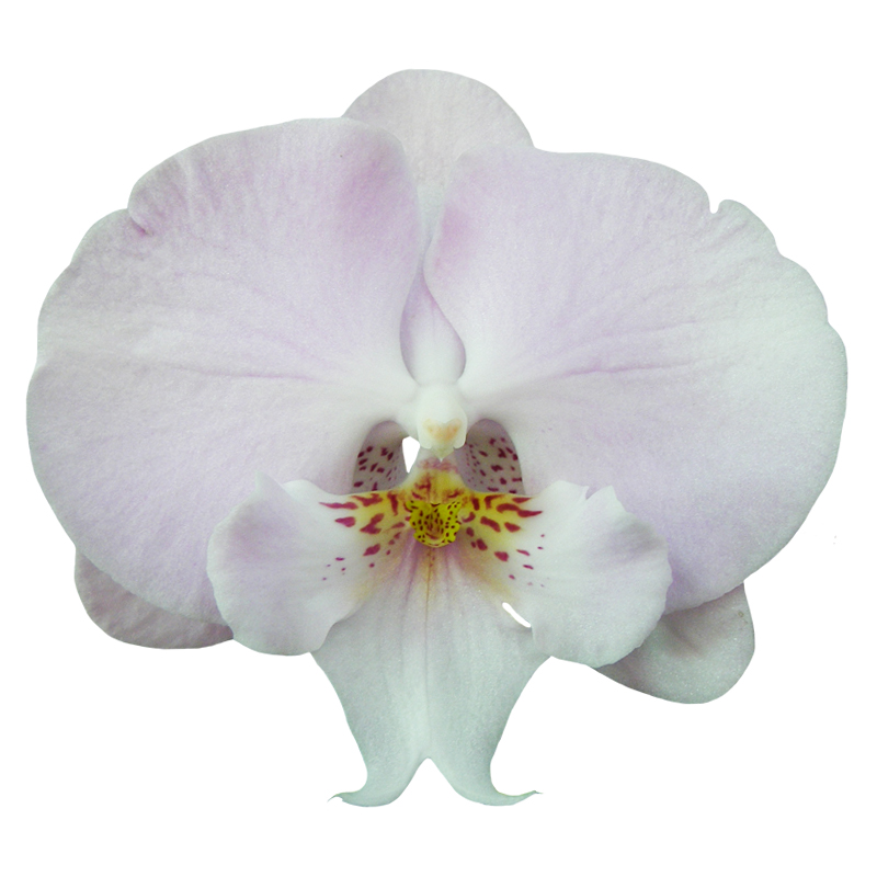 Phal. Younghome Princess