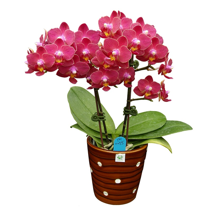 Phal. Younghome Little Vermilion