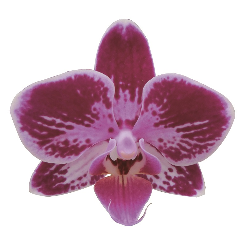 Phal. Lianher Happy Ladybug (2E138)