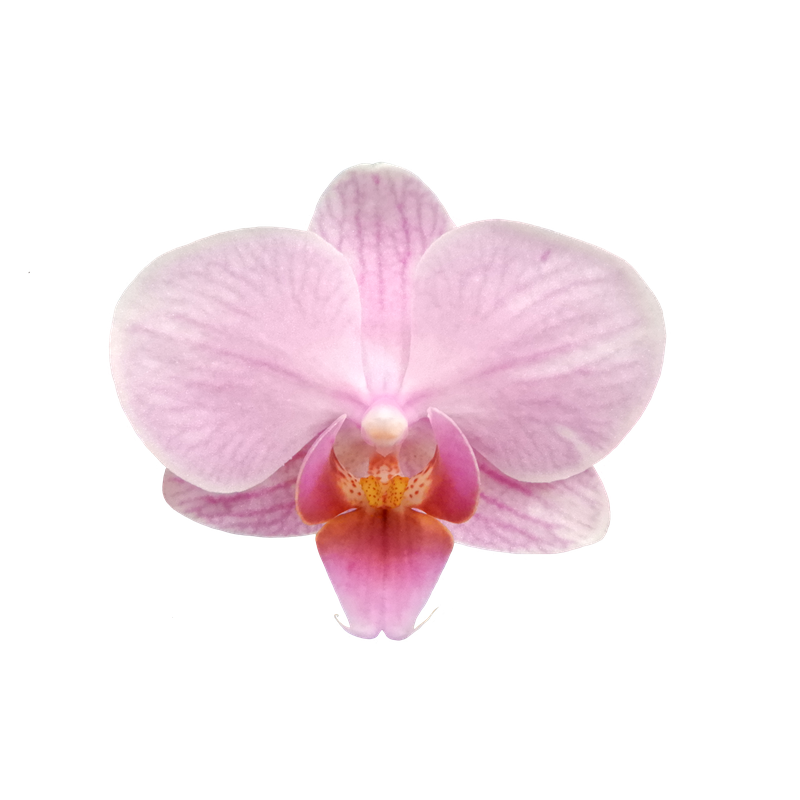 Phal. Younghome