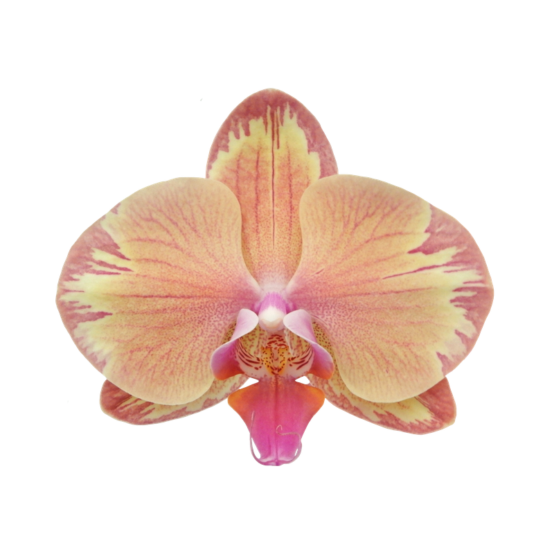 Phal. Younghome Tigran Mar